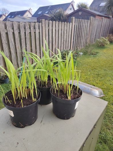 Plant