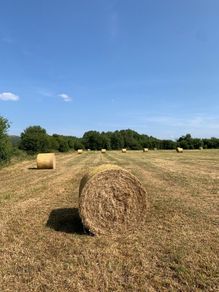 Good Quality Hay