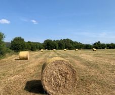 Good Quality Hay