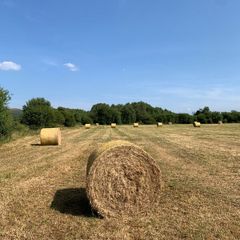 Good Quality Hay