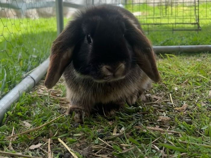 Minnie lop rabbit