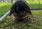 Minnie lop rabbit