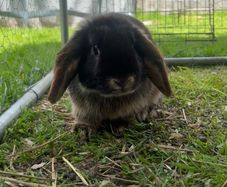 Minnie lop rabbit