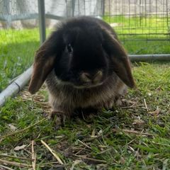 Minnie lop rabbit