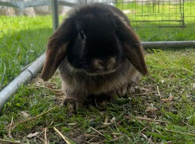 Minnie lop rabbit