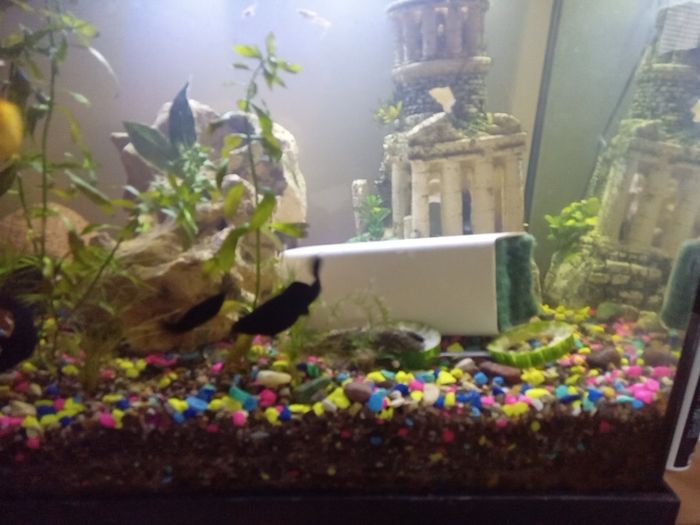 female guppies for adoption