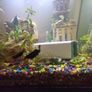 female guppies for adoption Image 3