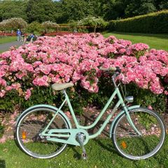 Ladies Bike