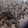 Horse manure   ton bag  Well rotten horse manure  Idea cropping, vegetables, greenhouse,  tunnels  Horse dung Compost Image 2