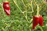 Canarian pepper seeds. for canarian mojo sauce