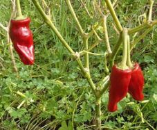 Canarian pepper seeds. for canarian mojo sauce
