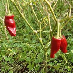 Canarian pepper seeds. for canarian mojo sauce