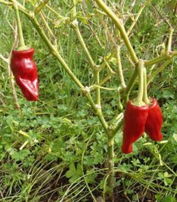 Canarian pepper seeds. for canarian mojo sauce