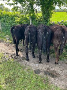 Yearling Bullocks