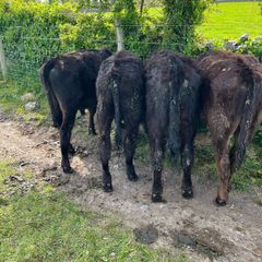 Yearling Bullocks