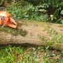 Seasoned Mature Ash/Beech/Oak Firewood - ton bags Image 6