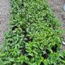 Portuguese laurel hedging 2euro Image 3