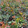 Laurel Hedging Cheap One Euro Image 2