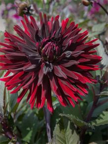 1 x Dahlia Tuber Black Jack