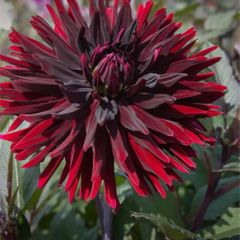 1 x Dahlia Tuber Black Jack