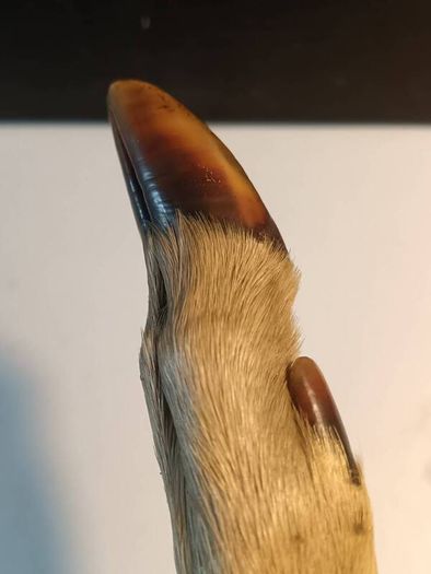Mid Nineteenth Century Deer Hoof and Horn Page Turner