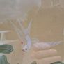Mid Century Chinese Chinese Original Watercolour Image 3