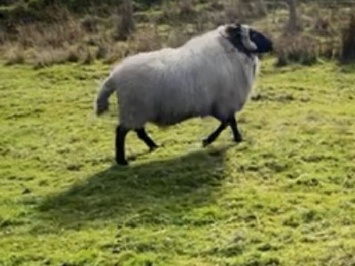 Black faced mountain hogget rams
