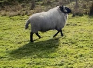 Black faced mountain hogget rams