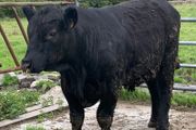 Nice AA bull has heifers served