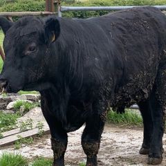 Nice AA bull has heifers served