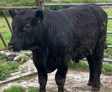 Lovely PBAA bull , has heifers served