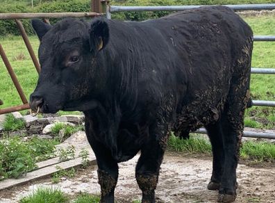 Lovely PBAA bull , has heifers served