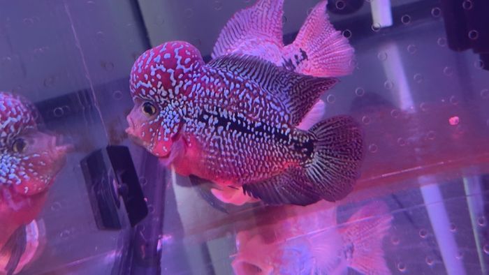 fish tank