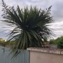 12' Cordyline Image 4