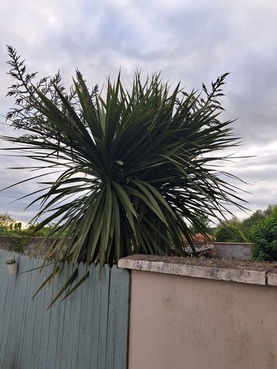 12' Cordyline