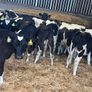 Fresian Bulls Image 6
