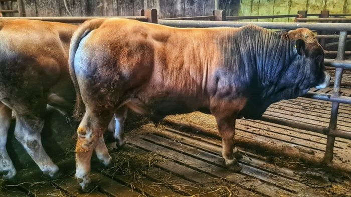 Aubrac bulls