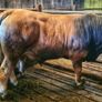 Aubrac bulls Image 2