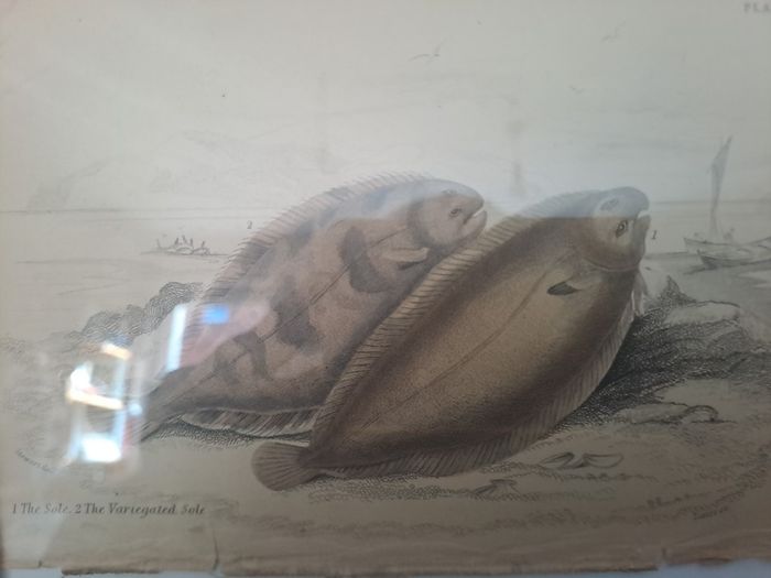 Antique fish prints 1840