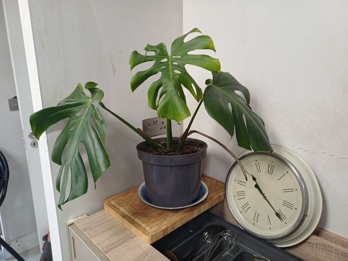 Monstera Deliciosa house plant