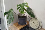 Monstera Deliciosa house plant