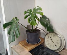 Monstera Deliciosa house plant
