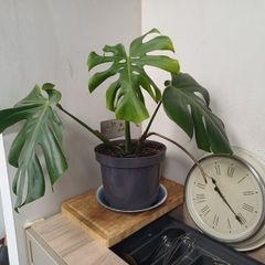 Monstera Deliciosa house plant