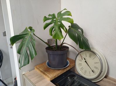 Monstera Deliciosa house plant
