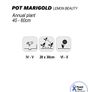 (C) Pot Marigold Lemon Beauty seeds 2g (446548) Image 2