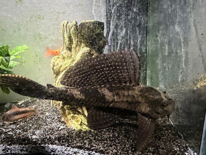 Sucker Fish