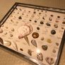 sea shell collection Image 2