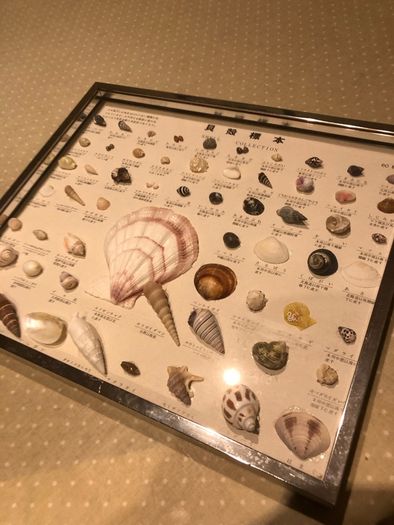 sea shell collection