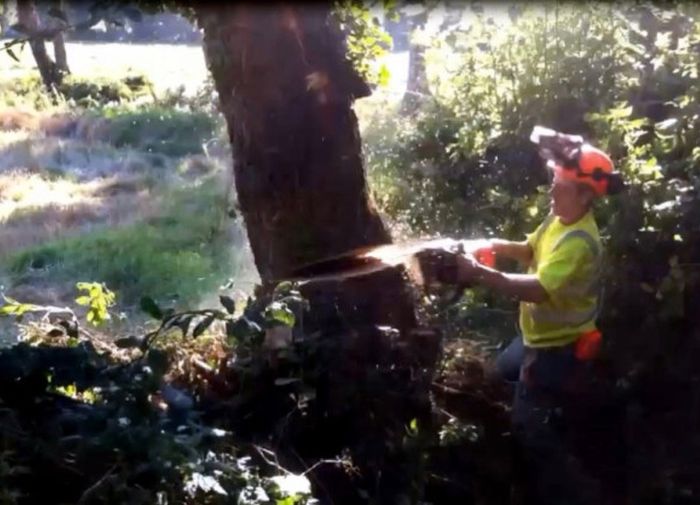Free Tree Felling & Removal