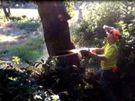 Free Tree Felling & Removal Image 4